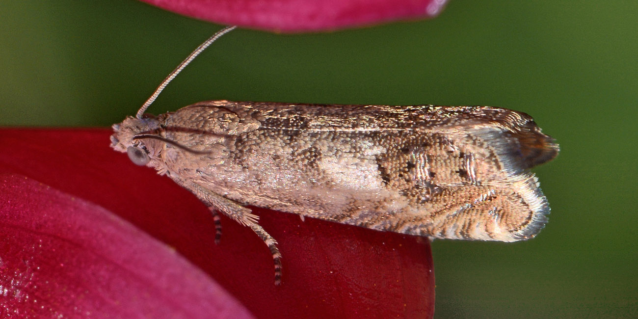 Tortricidae - Cydia sp. e Celypha lacunana